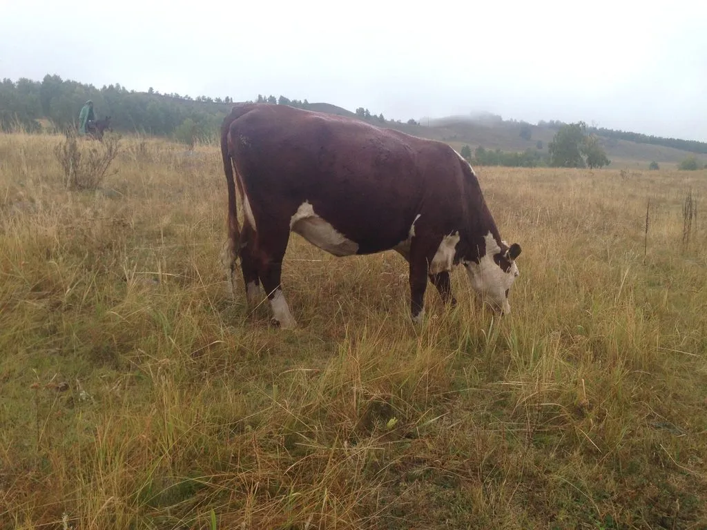 коровы и телки герефордовской породы в Магнитогорске
