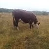 коровы и телки герефордовской породы в Магнитогорске