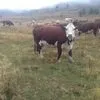 коровы и телки герефордовской породы в Магнитогорске 2