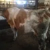 коровы на убой в Магнитогорске 5