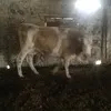 коровы на убой в Магнитогорске 3
