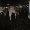 коровы на убой в Магнитогорске 4