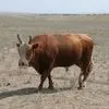 калмыцкие бычки в Магнитогорске