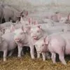 свиньи,поросята 40-60 кг в Самаре 2
