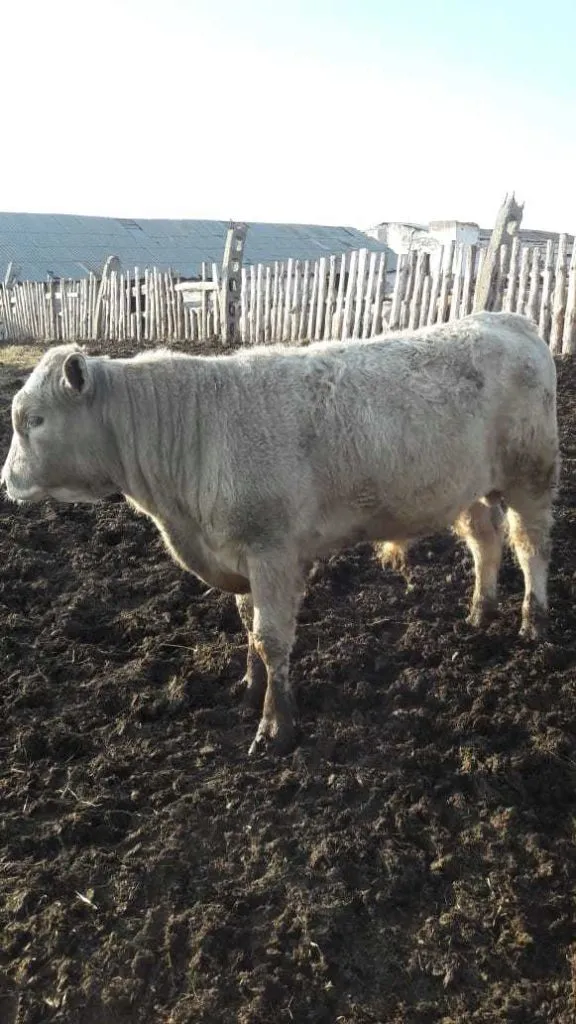 бычки породы аулиеколь в Челябинске