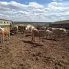 коровы породы симментал в Челябинске