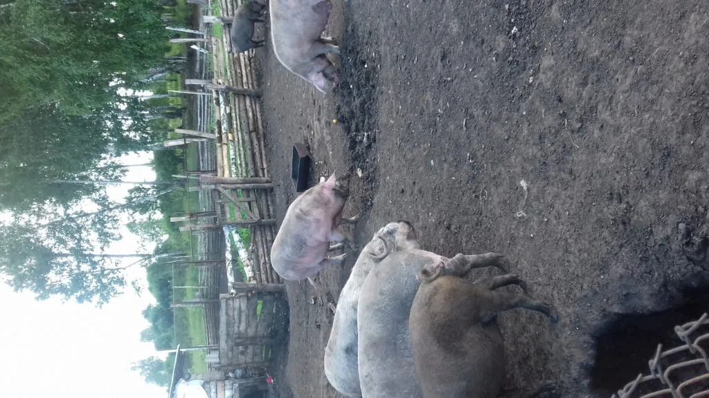свиноматки и хряк  в Челябинске