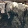 бычки на мясо или доращивание в Магнитогорске 2