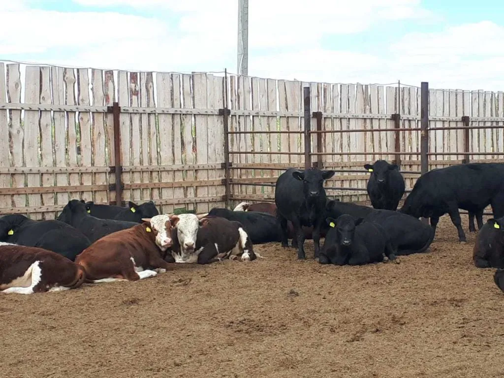 бычки на доращивание мясных пород в Магнитогорске