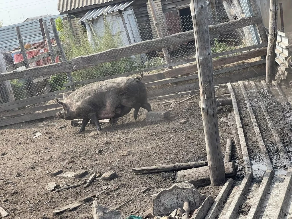 свиньи на забой в Челябинске и Челябинской области 7