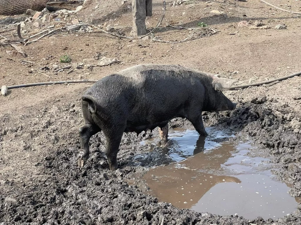 свиньи на забой в Челябинске и Челябинской области 6