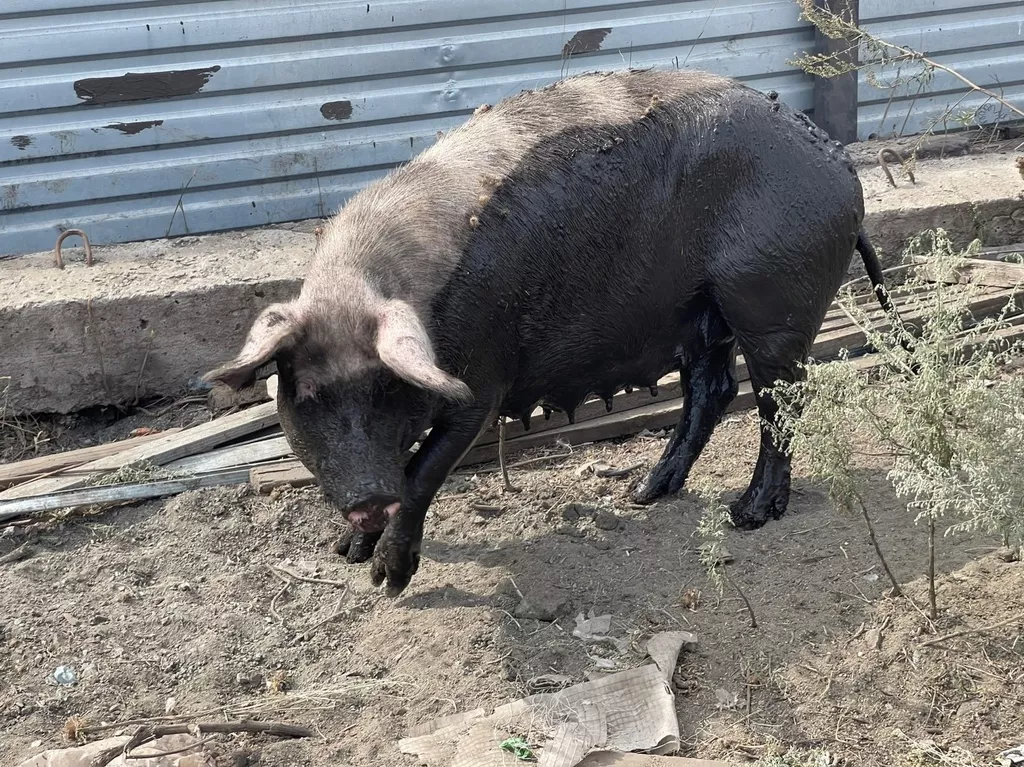 свиньи на забой в Челябинске и Челябинской области 10