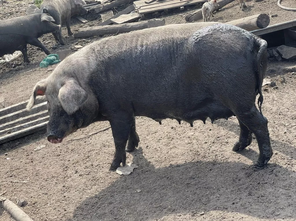 свиньи на забой в Челябинске и Челябинской области 9