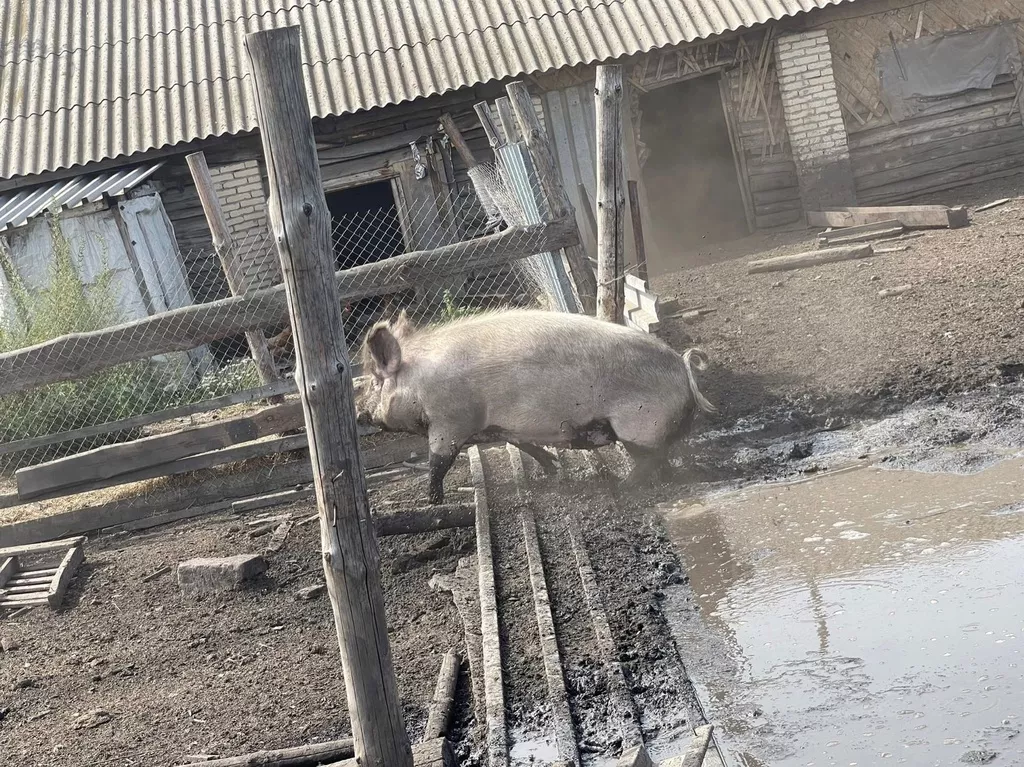 свиньи на забой в Челябинске и Челябинской области 5