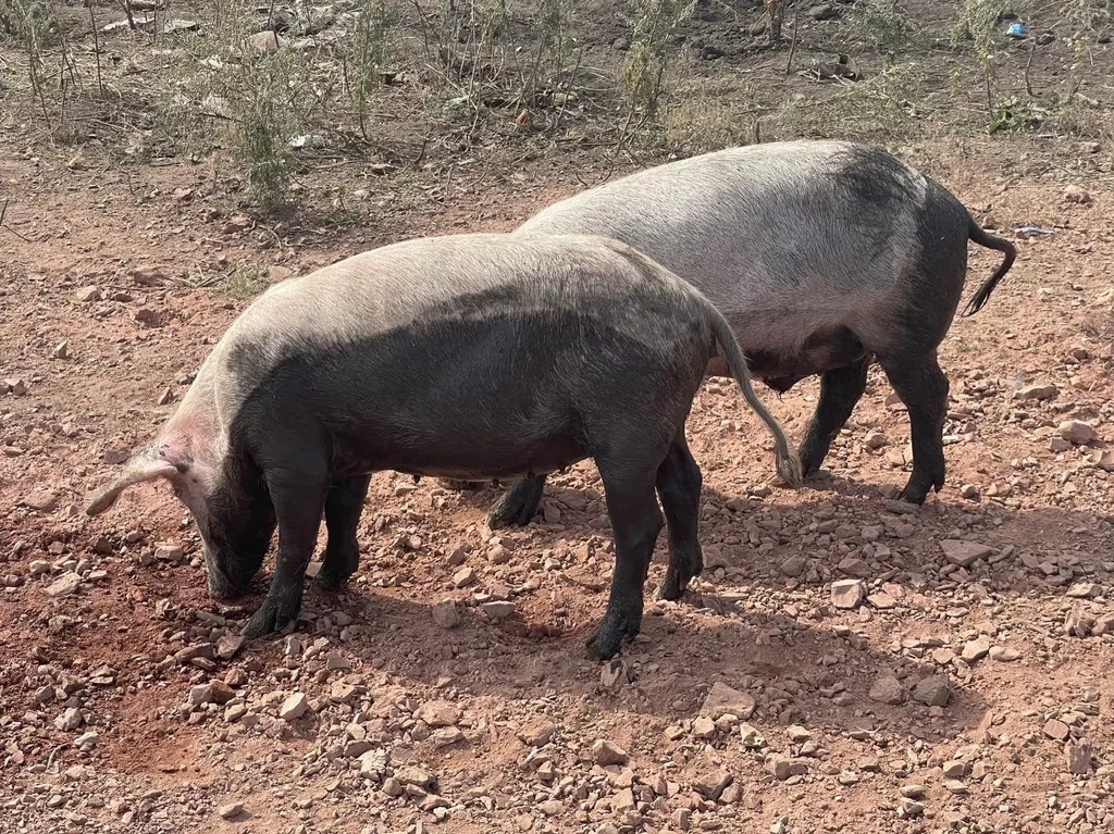 свиньи на забой в Челябинске и Челябинской области 4