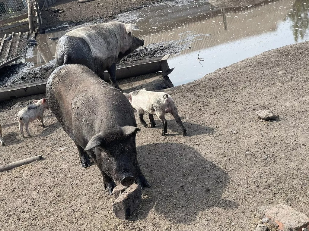свиньи на забой в Челябинске и Челябинской области