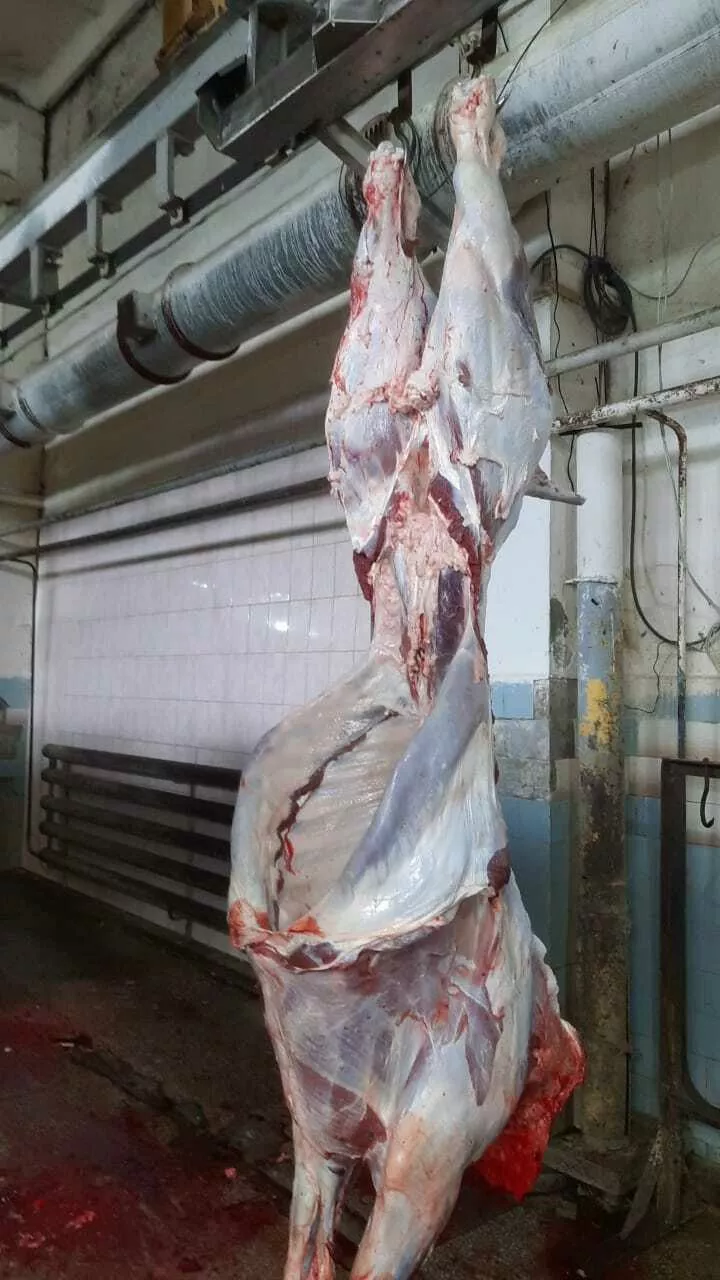 мясо говядина в полутушах в Челябинске и Челябинской области