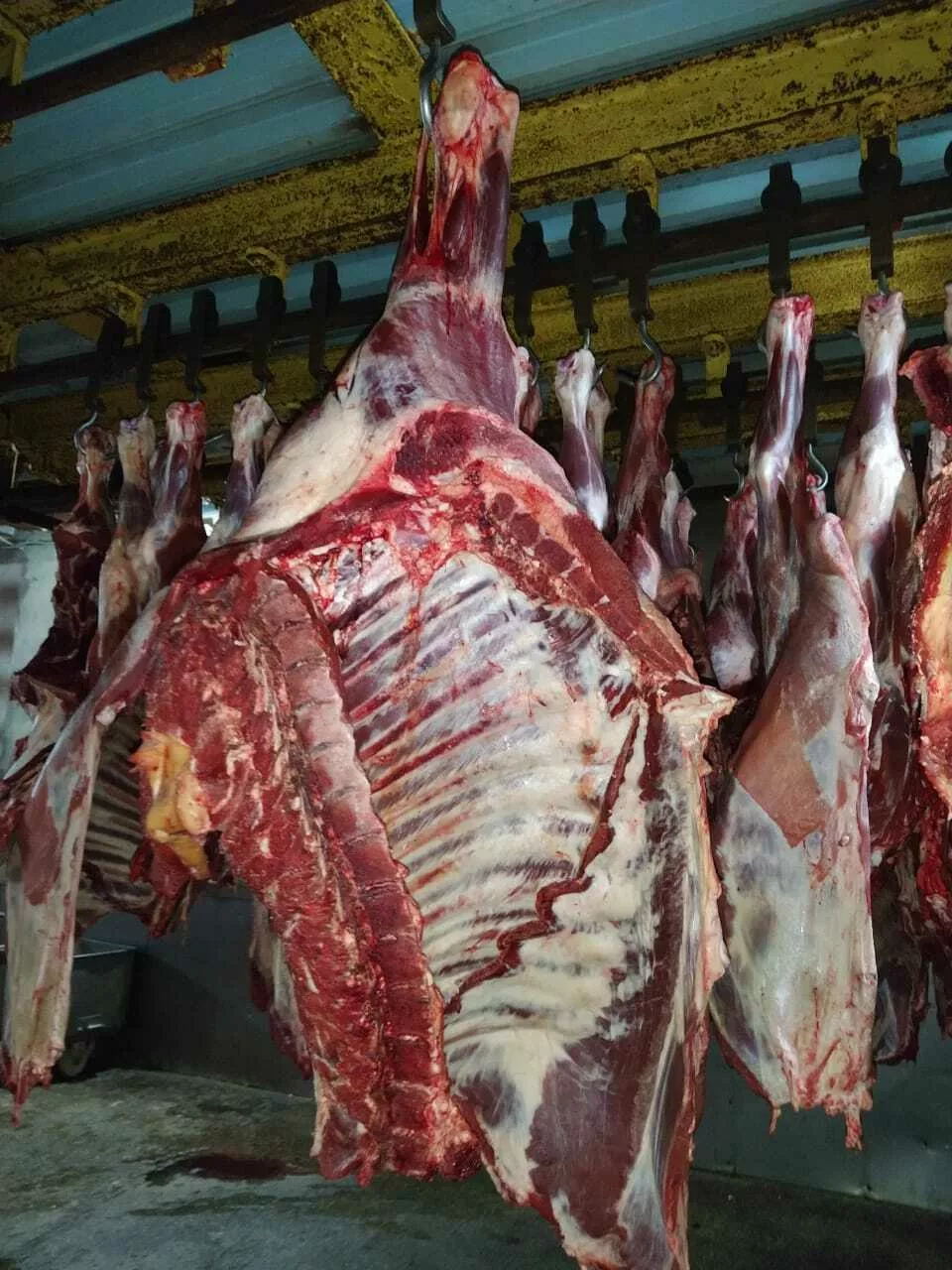мясо говядина в полутушах в Челябинске и Челябинской области 3