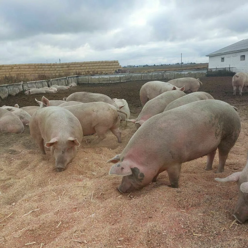 свиньи, свиноматки с комплекса в Челябинске и Челябинской области