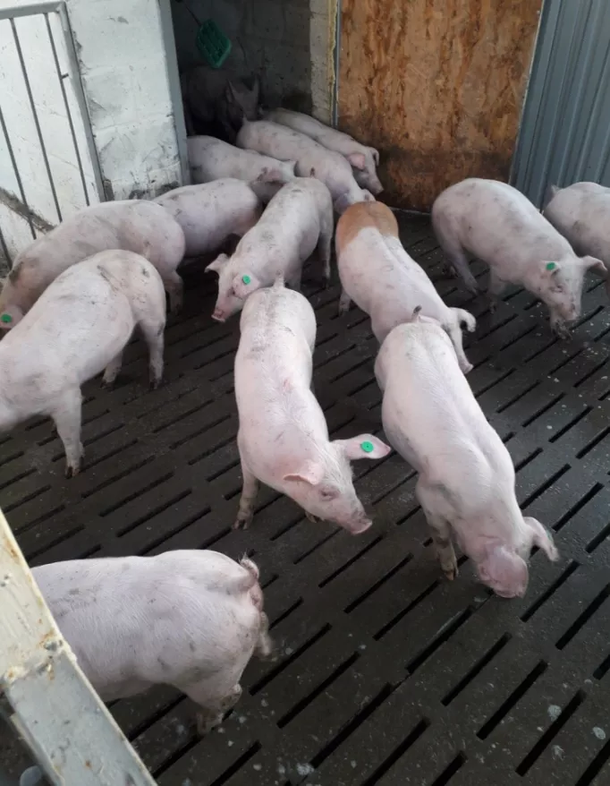 свиньи, свиноматки с комплекса в Челябинске и Челябинской области 8
