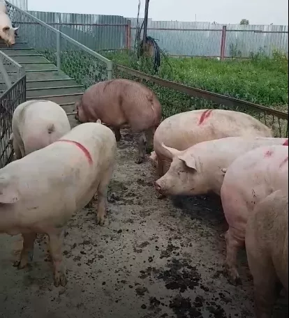 свиньи, свиноматки с комплекса в Челябинске и Челябинской области 6