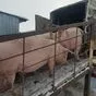 свиньи, свиноматки с комплекса в Челябинске и Челябинской области 2