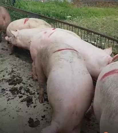свиньи, свиноматки с комплекса в Челябинске и Челябинской области 7