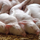 Очаг африканской чумы свиней нашли в Челябинской области