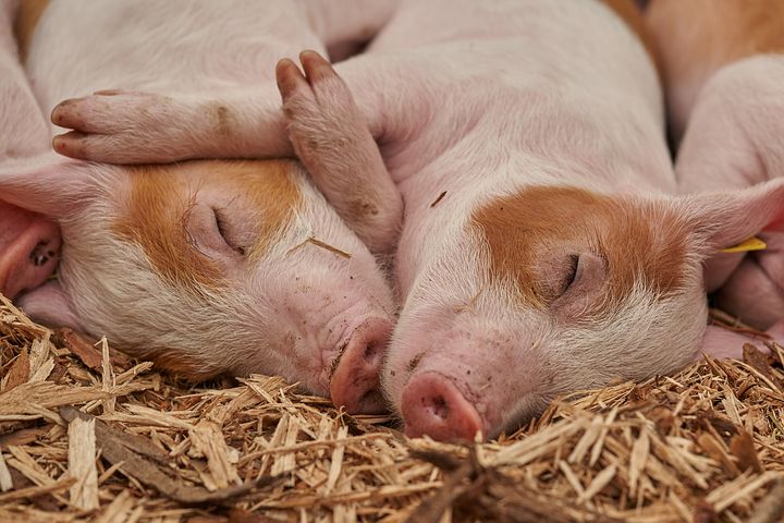 Африканская чума свиней могла появиться в Челябинской области из-за махинаторов