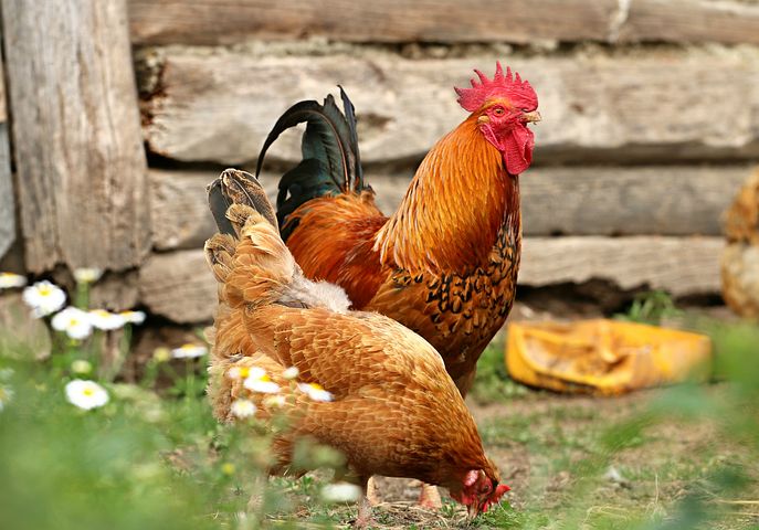 В Челябинской области птицефабрику наказали за вывоз помета на поля