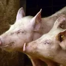 Челябинские ученые получили 14 млн рублей на защиту свиней от болезней