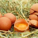 Рост цен на яйцо в Челябинской области диктуется исключительно импортным инкубационным материалом