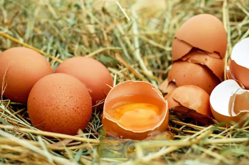 Рост цен на яйцо в Челябинской области диктуется исключительно импортным инкубационным материалом