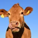 Больше 100 фиктивных производителей мяса и молока обнаружено в Челябинской области