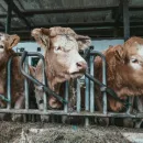В Челябинской области снизилось поголовье скота.