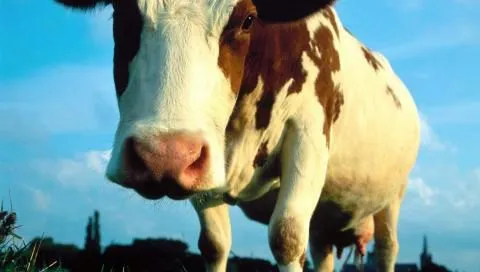 фотография продукта Коров быков в живом весе