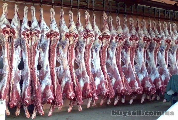 фотография продукта Мясо говядины в полутушах 1 категории