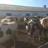 коровы дойные в Магнитогорске 3