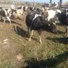 коровы дойные в Магнитогорске