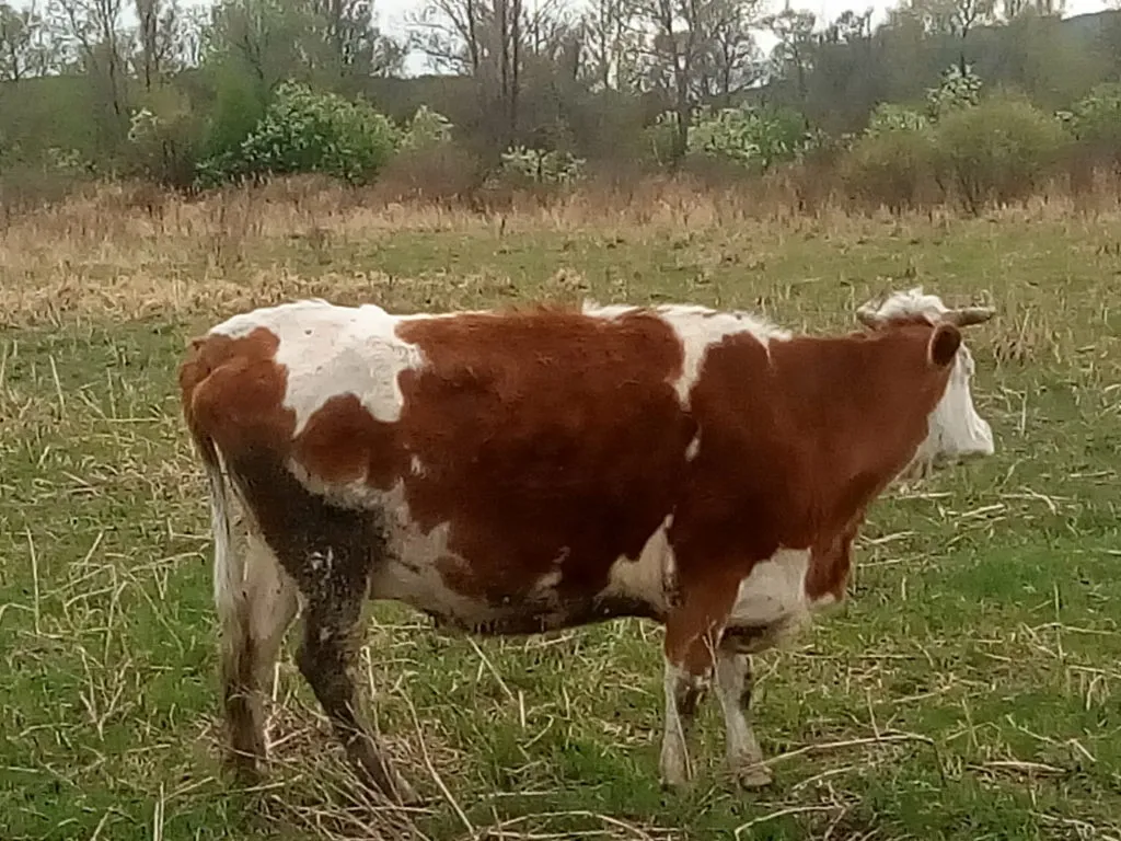 фотография продукта Продам корову