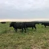 коровы Абердин ангусской порды в Магнитогорске