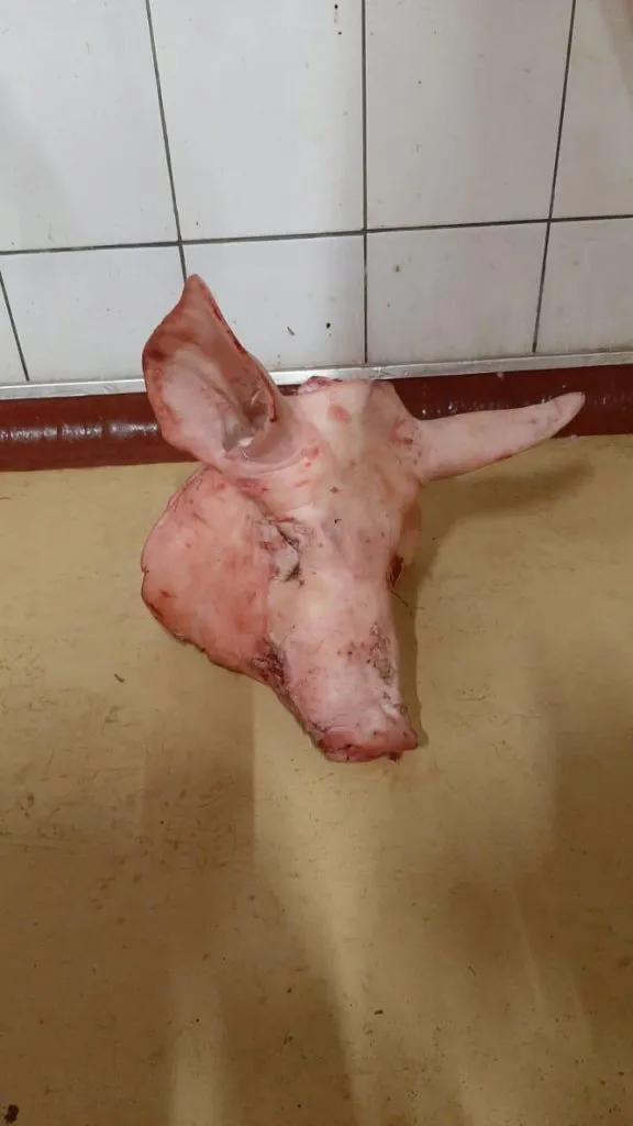 фотография продукта голова свиная неограбленная