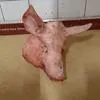 голова свиная неограбленная в Челябинске