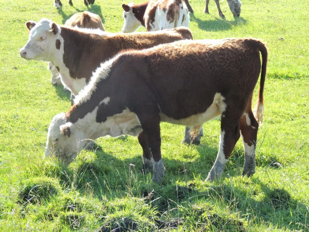 герефорд чистопородные коровы и телята в Магнитогорске