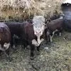 герефорды чистопородные бычки и телки в Магнитогорске