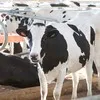коровы стельные дойные экспорт в Магнитогорске
