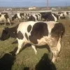 дойная Черно-пестрая  корова в Магнитогорске