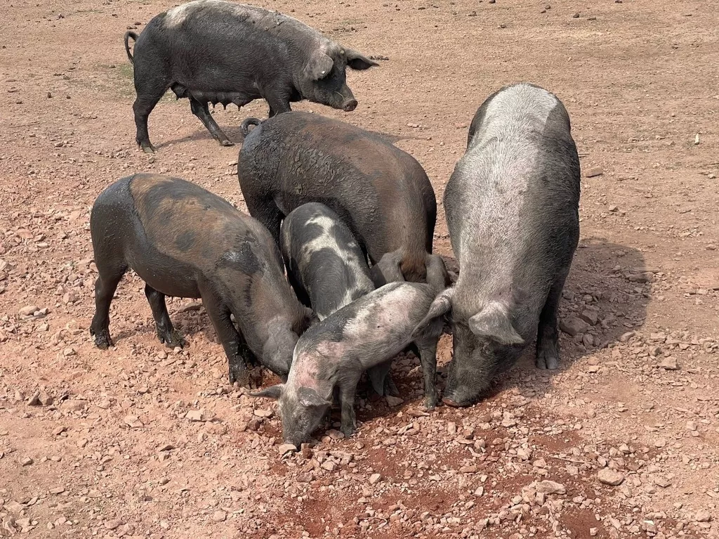 свиньи на забой в Челябинске и Челябинской области 2
