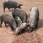 свиньи на забой в Челябинске и Челябинской области 2