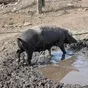 свиньи на забой в Челябинске и Челябинской области 5